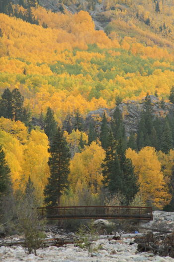 Bridge against trees during autumn at forest