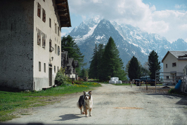 Dog in front of buildings against mountain range