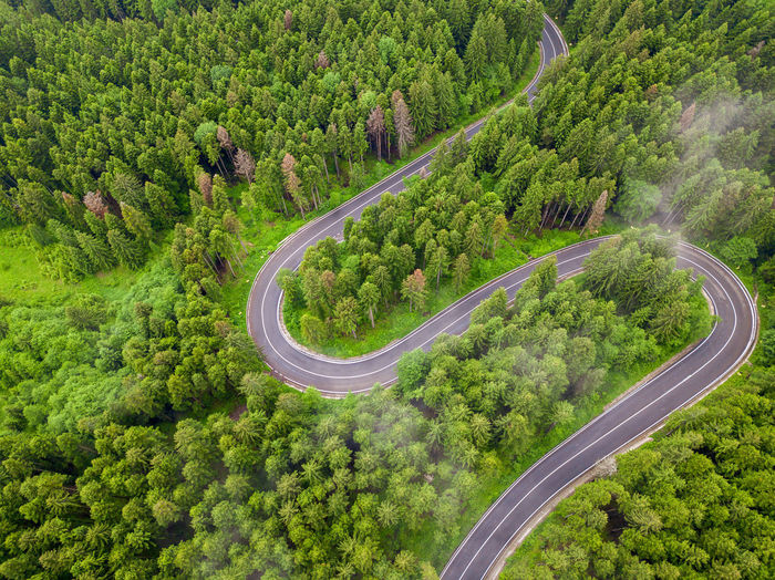 Winding road trough dense pine forest. aerial drone view, top down