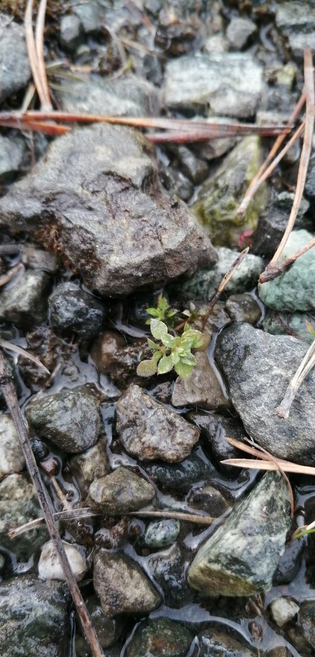 CLOSE-UP OF SMALL PLANT GROWING ON ROCKS