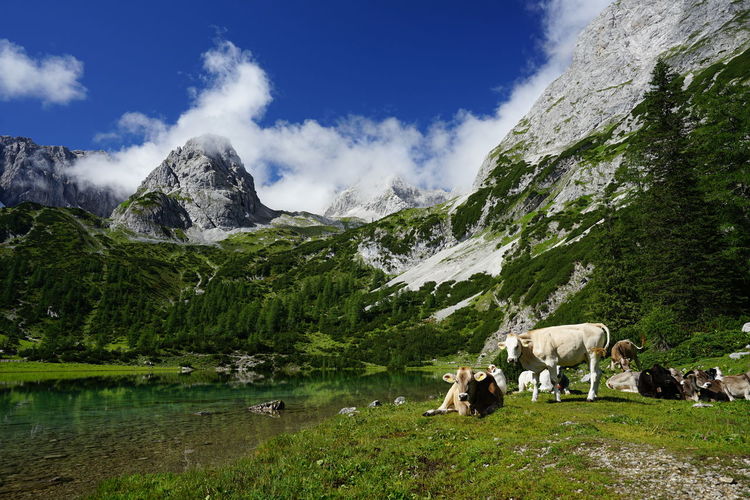 Cows grazing in mountains against sky