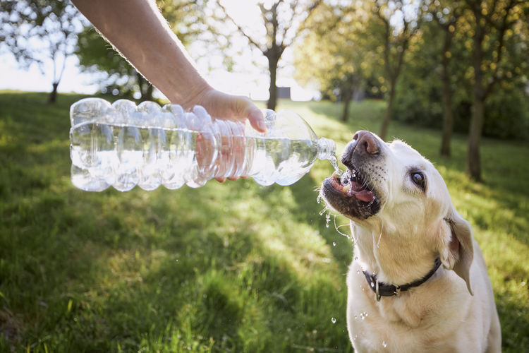 Dog drinking water from plastic bottle. pet owner takes care of his labrador retriever.