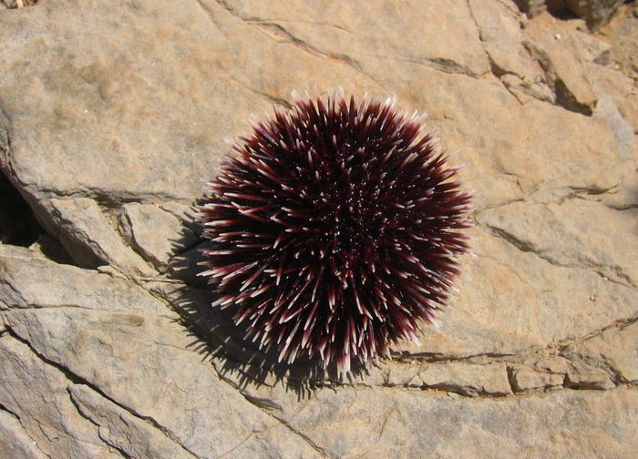 Directly above view of sea urchin on rock