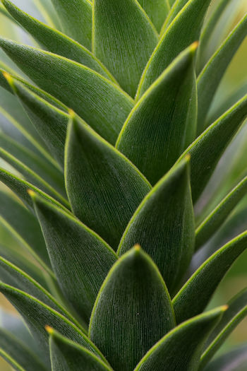 Full frame shot of succulent plant