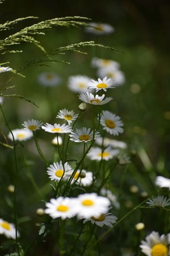 Close-up of white flowering plants in field
