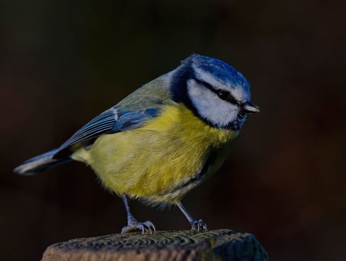 Close-up of a bird blue tit on post