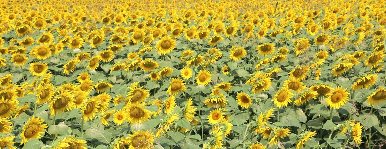 Scenic view of sunflower field