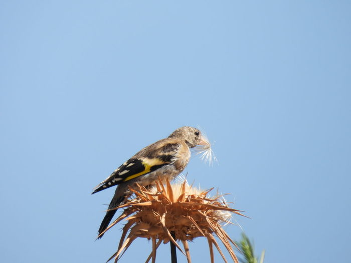Low angle view of bird perching on plant against clear sky