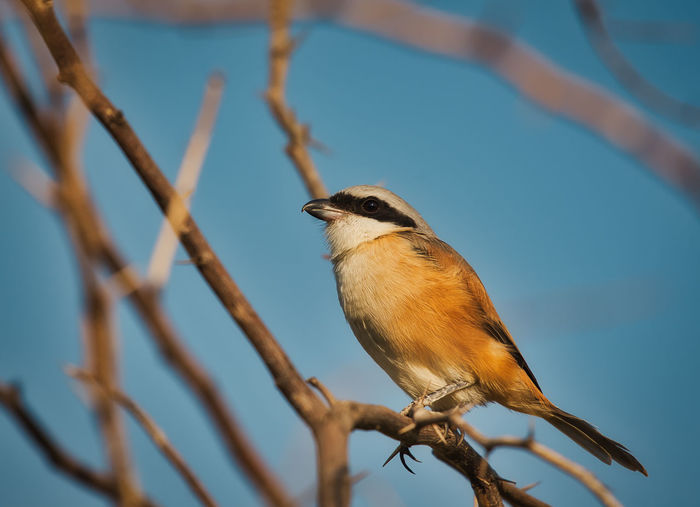 Close-up of bird perching on branch
