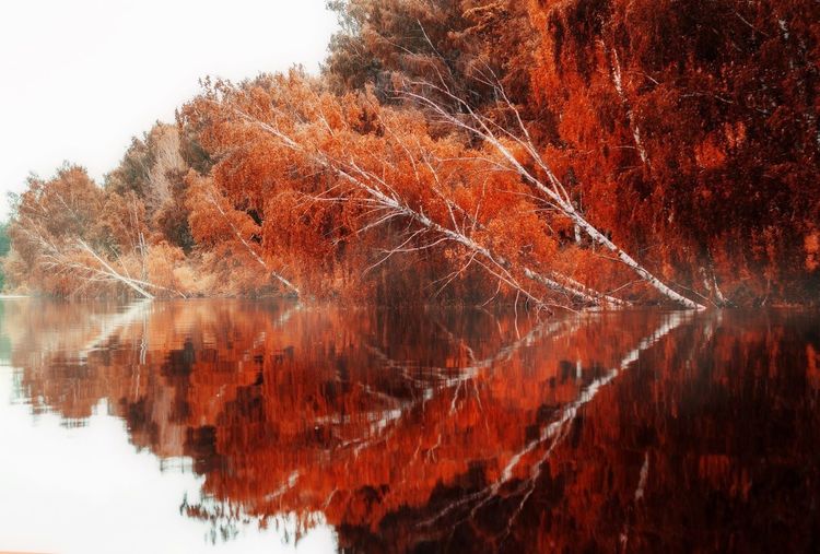 Close-up of reflection of trees in water