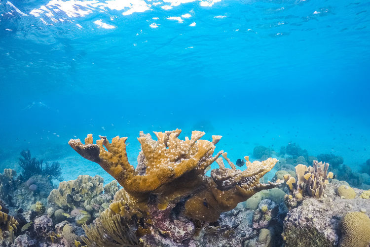 Coral reef scuba diving in sea ocean of curacao
