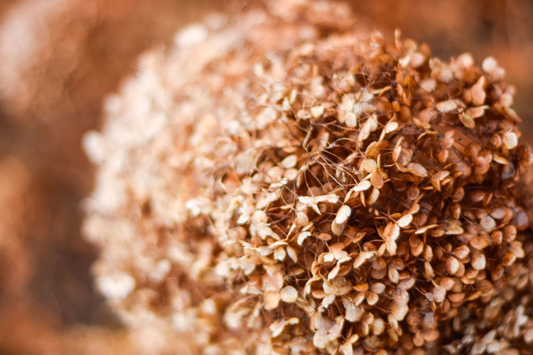 Close-up of dried flowers in forest
