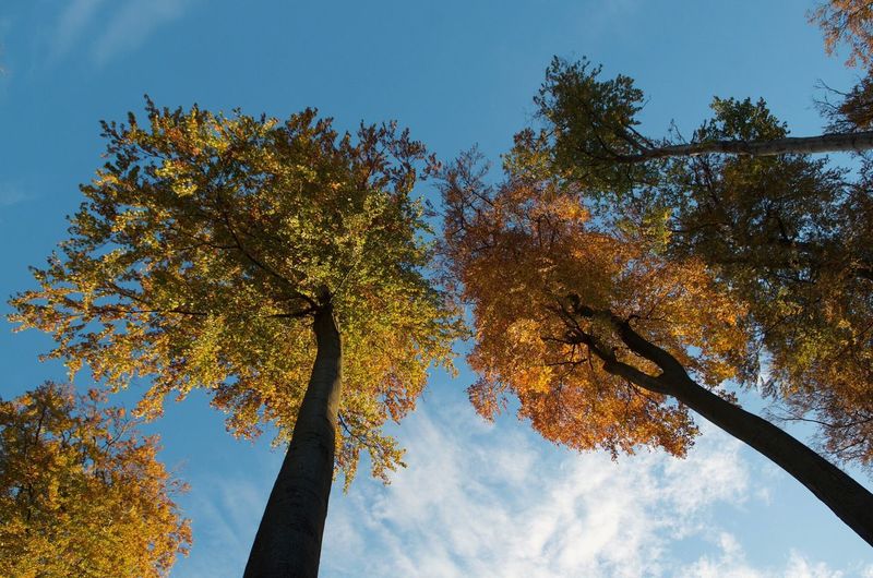 Low angle view of trees against sky during autumn