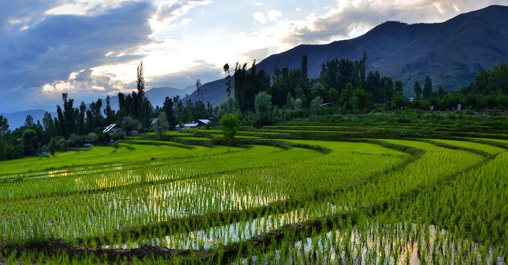 Scenic view of rice paddy by mountains against sky