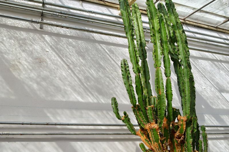Low angle view of cactus growing against white wall