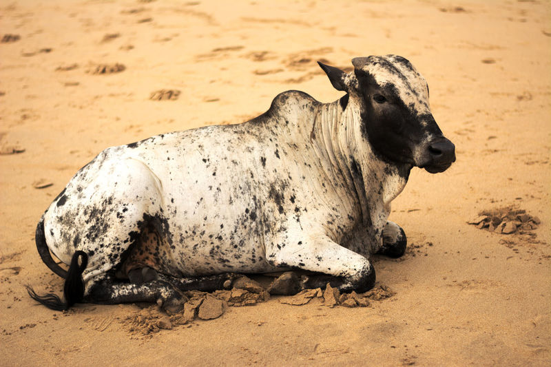 Profile view of cow sitting on beach