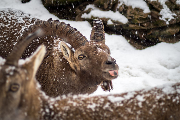 Close-up of deer in snow