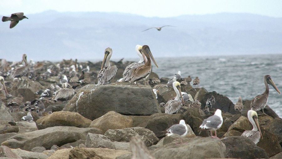 Birds perching on rocks in sea