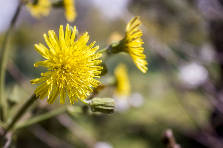Close-up of yellow flower blooming outdoors