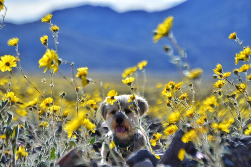 Dog amidst yellow wildflowers on field at death valley national park