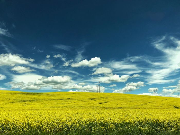 Scenic view of oilseed rape field against sky