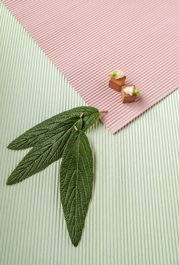 Vertical flat background with one pair of silicone-free earplugs and green leaves from above