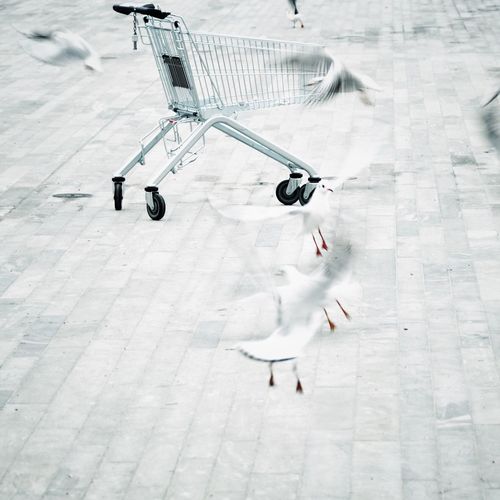 High angle view shopping cart while on footpath birds flying