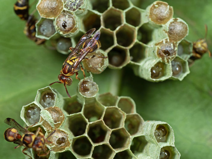 Close-up of insects on plant