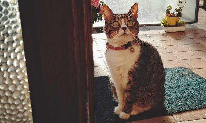 Portrait of cat sitting at home