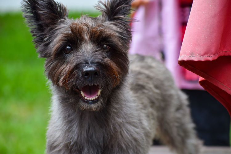 Young happy cairn terrier smiling 