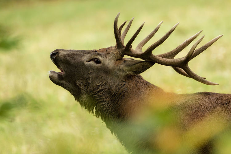 Close-up of stag