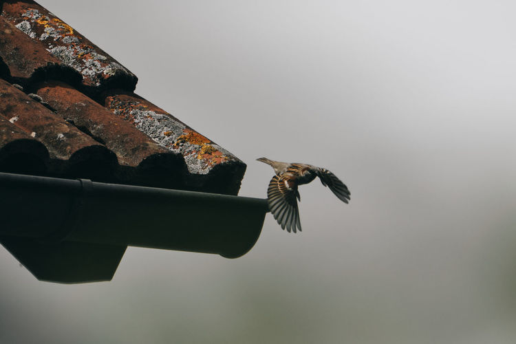 Low angle view of a bird flying from a rooftop