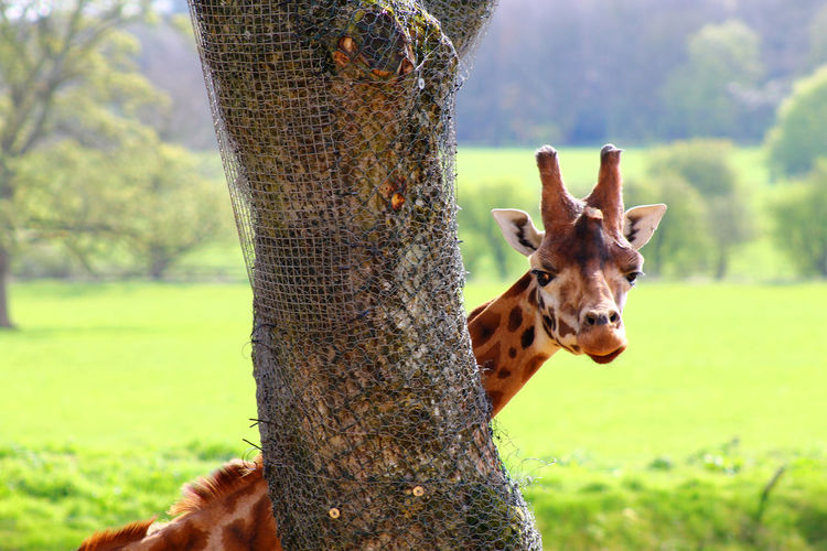 Portrait of giraffe on tree trunk