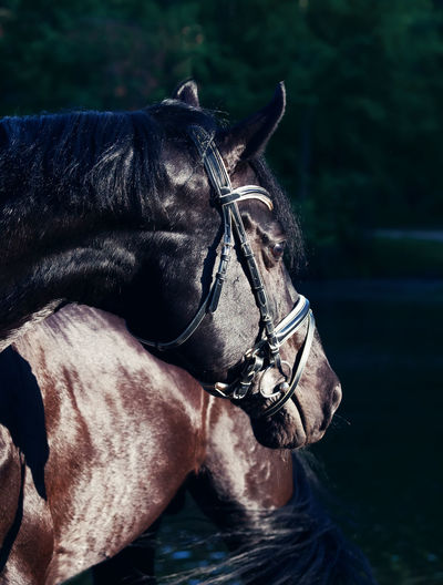 Black horse standing against sky