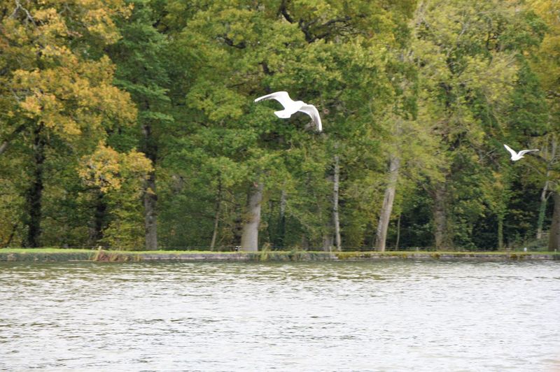 Seagull flying over river by trees