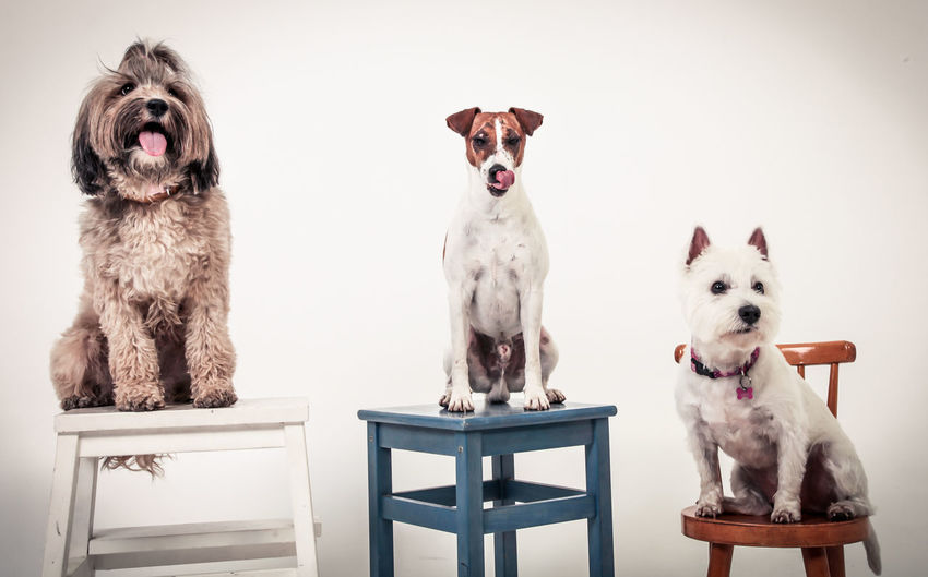 Portrait of three dogs over white background