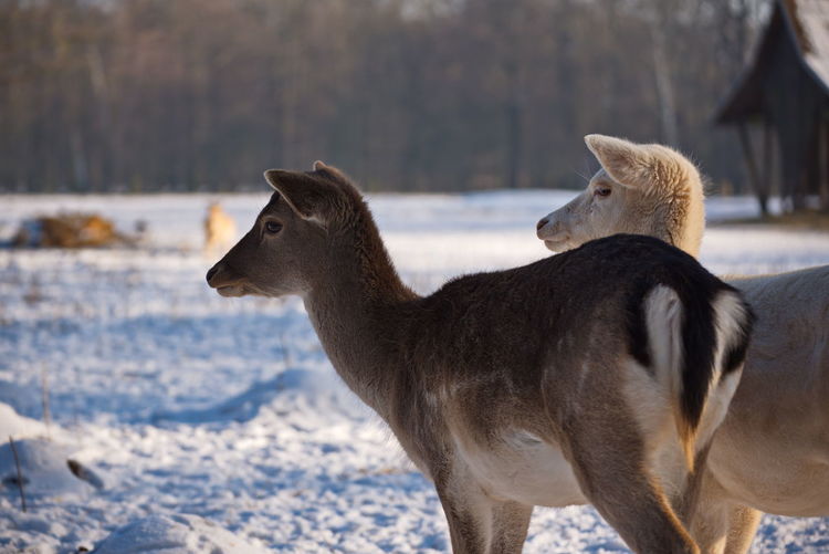Deer on snowy field during winter