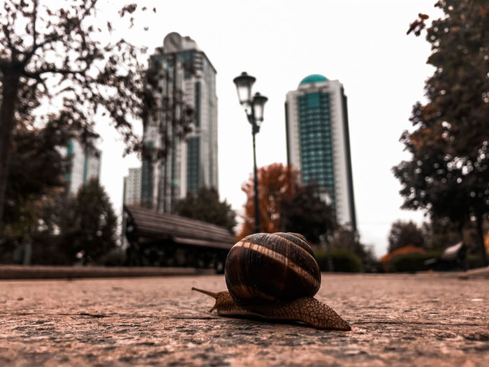Close-up of snail on street against building