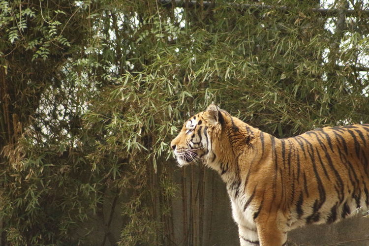 Side view of a tiger against plants