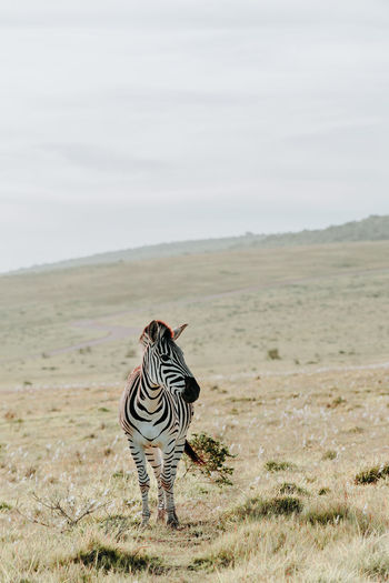 Zebra on field against sky