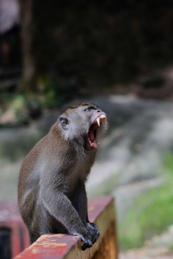 Close-up of monkey with open mouth sitting on rusty railing