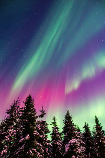 Low angle view of trees against sky at night