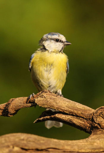 Close-up of bluetit perching on twig