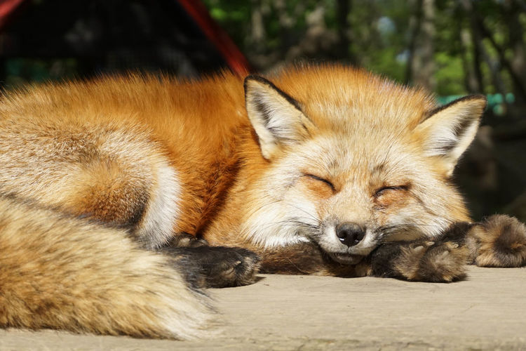 Fox sleeping on wooden table during sunny day