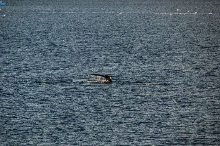 View of horse swimming in sea