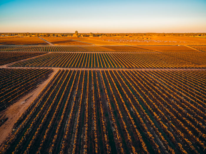 Rows of vines in south australian vineyards in winter at sunset - aerial landscape