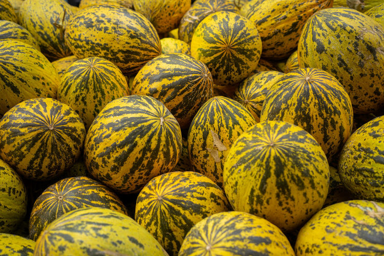 Melons standing on the counter. 