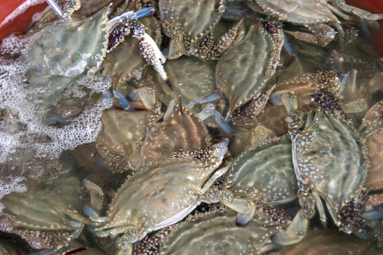 Close-up of crabs for sale in market