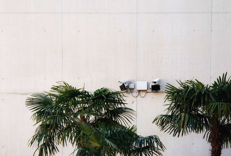 Palm trees against security cameras on wall