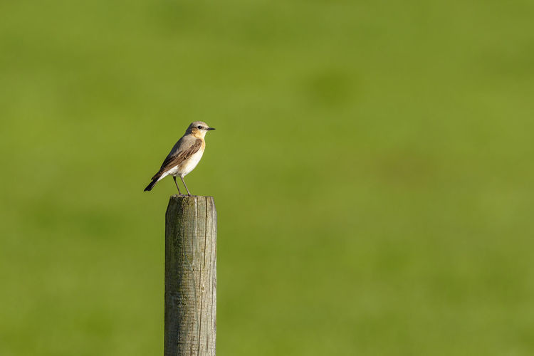 Wooden post at a meadow with a northern wheatear